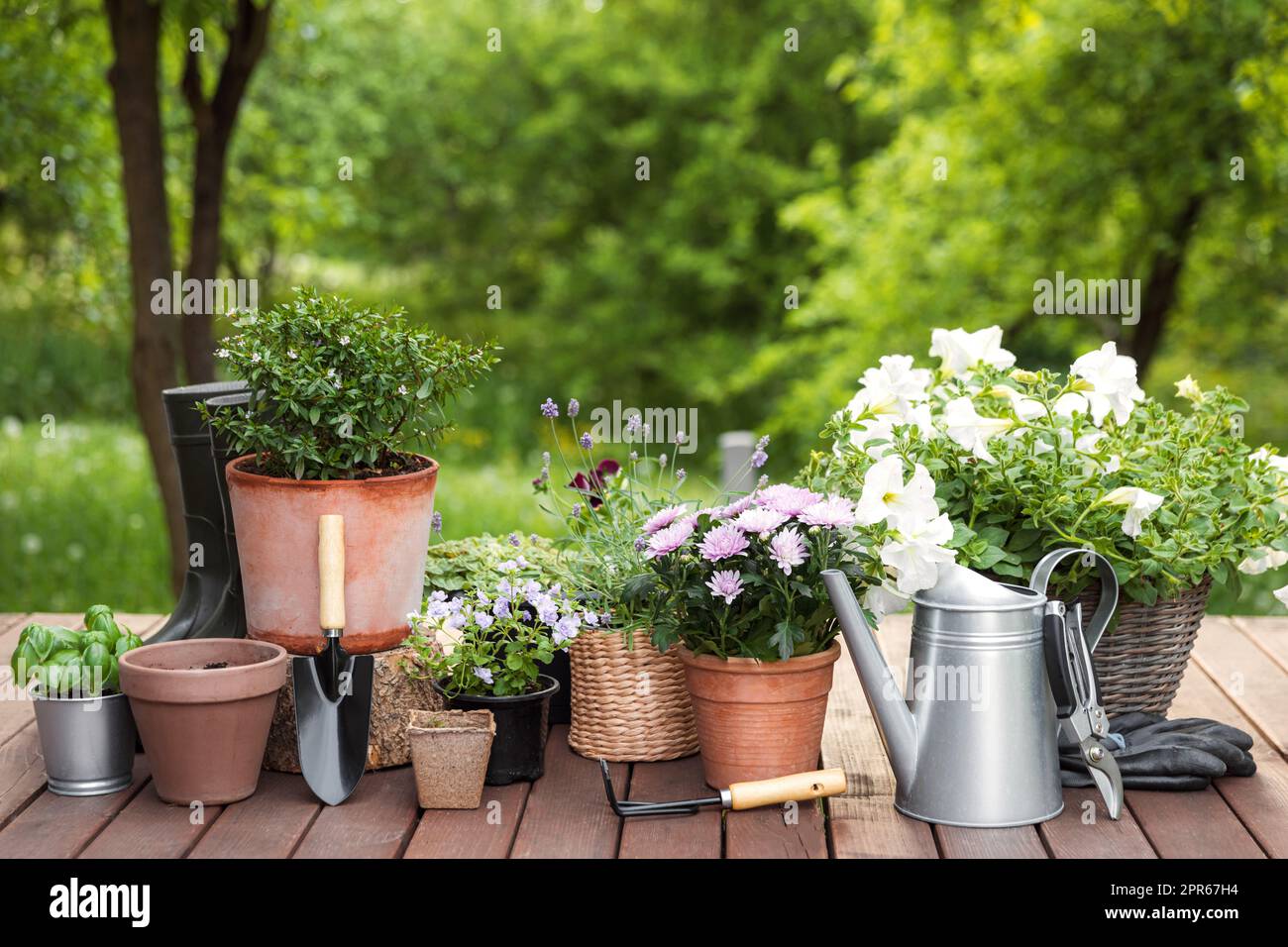 Verschiedene blühende Topfblumen und Kräuter, Gartengeräte und Werkzeuge Stockfoto