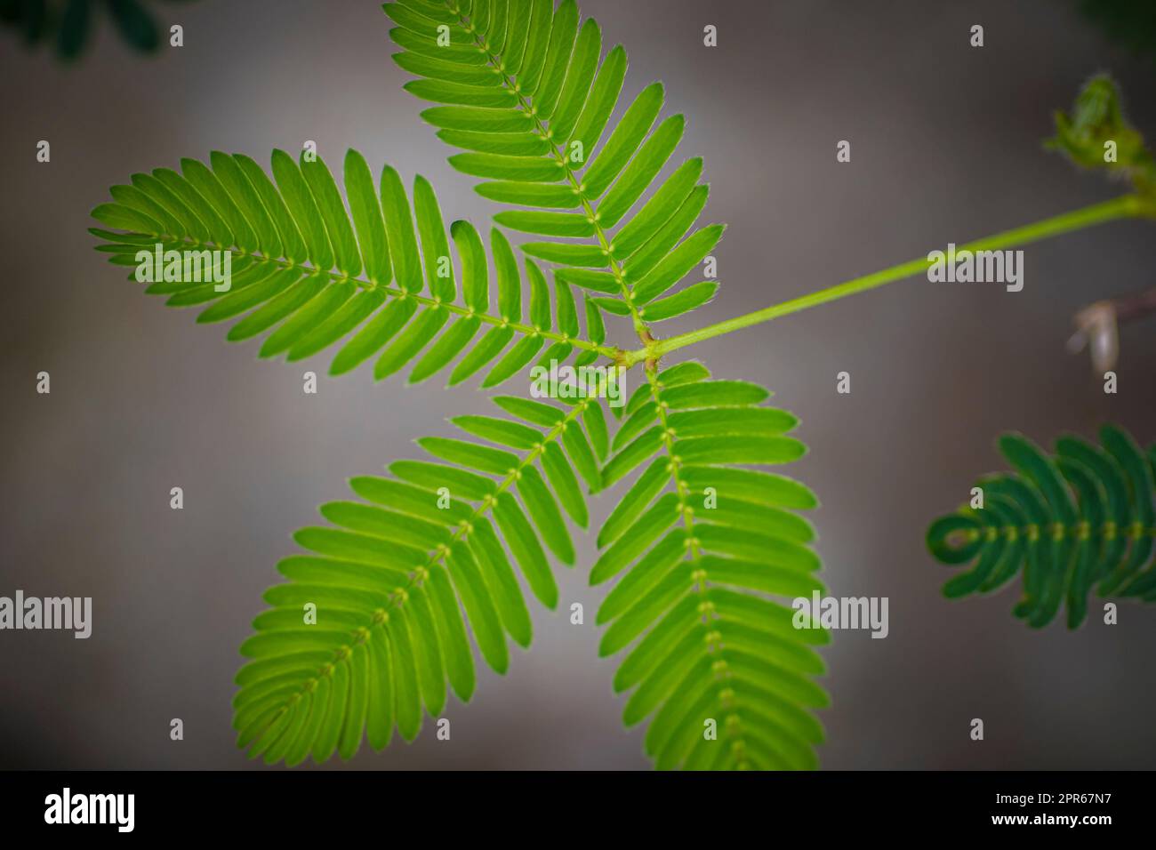 Nahaufnahme des Blattes einer Mimosa pudica, auch empfindliche Pflanze, verschlamme Pflanze, Aktionspflanze, Touch-Me-Not oder Schampflanze genannt Stockfoto