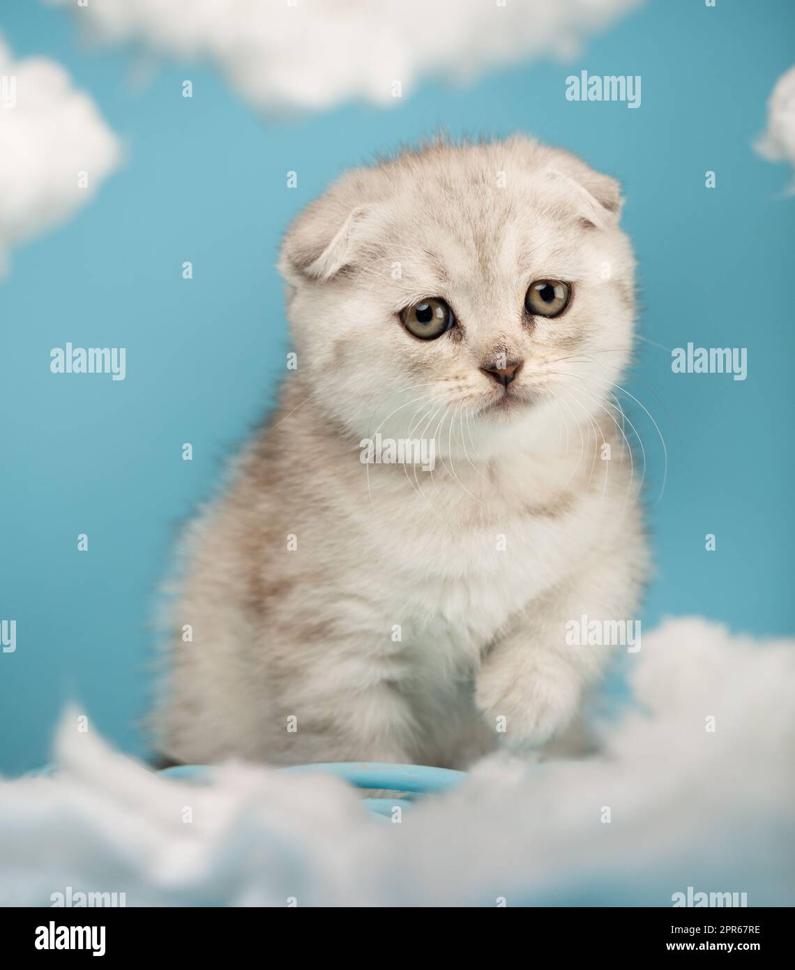 Porträt eines Kätzchens, das alles erforscht und zwischen weißen Wolken auf blauem Hintergrund läuft. Stockfoto