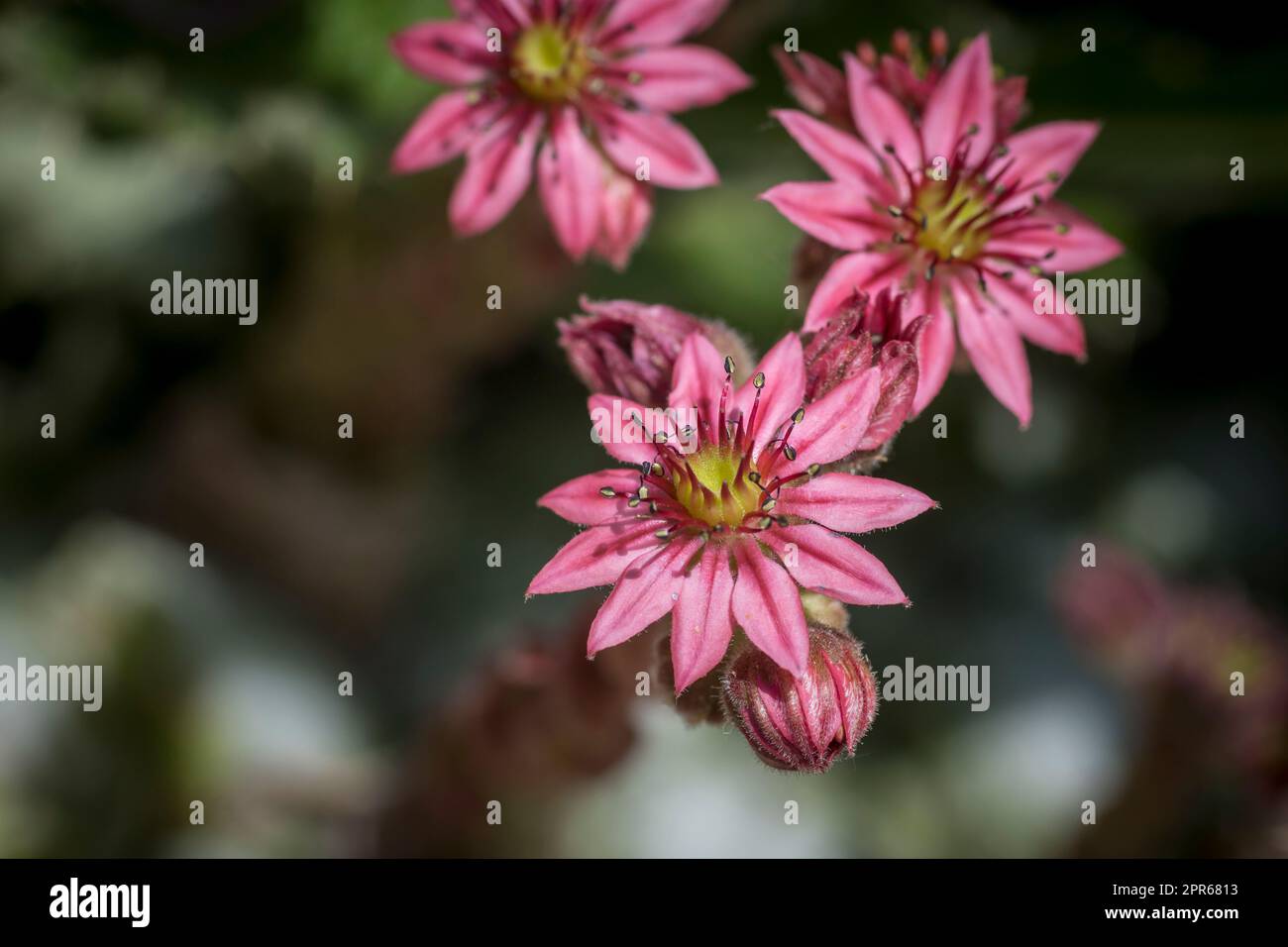 Nahaufnahme von Flowering Sempervivum , allgemein bekannt als houseleek Stockfoto