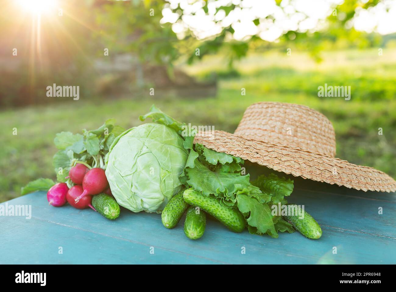 Sommerernte des Bauern. Ein Tisch, auf dem Gemüse (Kohl, Gurken, Rettich und Salat) vor dem Hintergrund der Natur stehen. Das Konzept von Bioprodukten, Bioökologie, selbstgewachsenen Vegetariern. Stockfoto