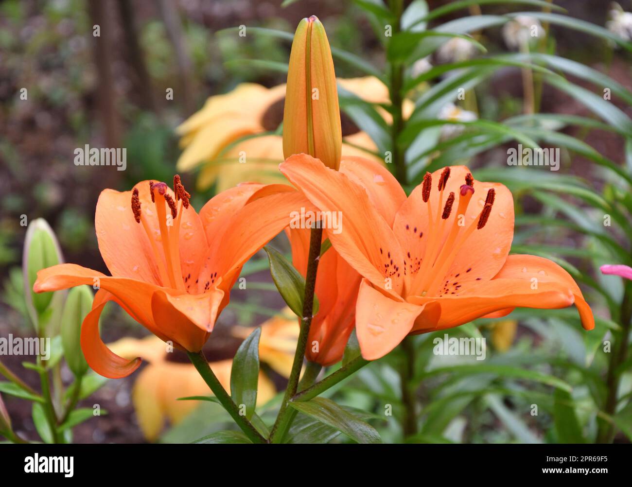 Blume Lily asiatische Hybrid-Tresor Orange Farbe nach Regen Stockfoto