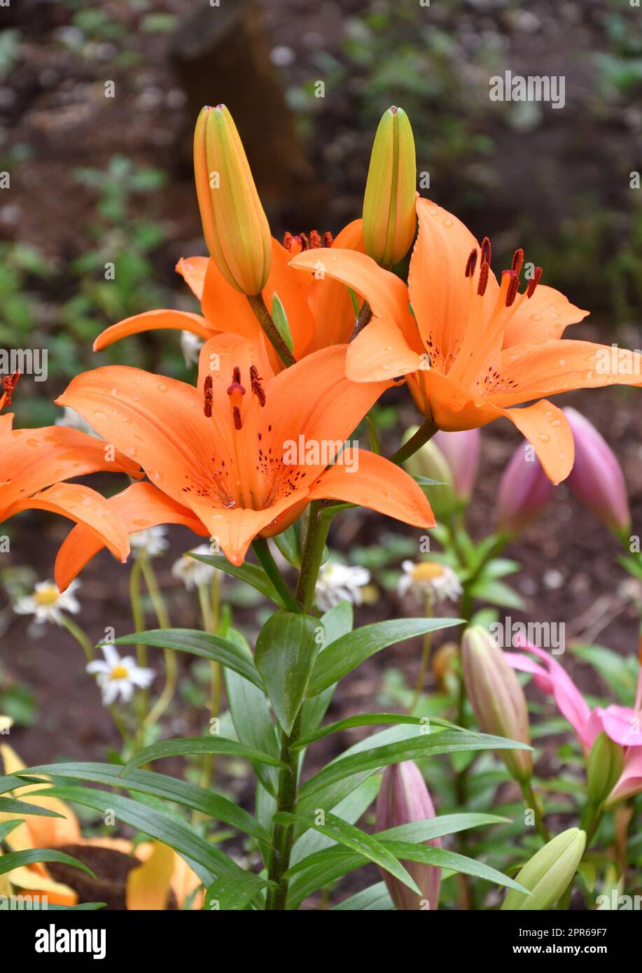 Blume Lily asiatische Hybrid-Tresor Orange Farbe nach Regen Stockfoto