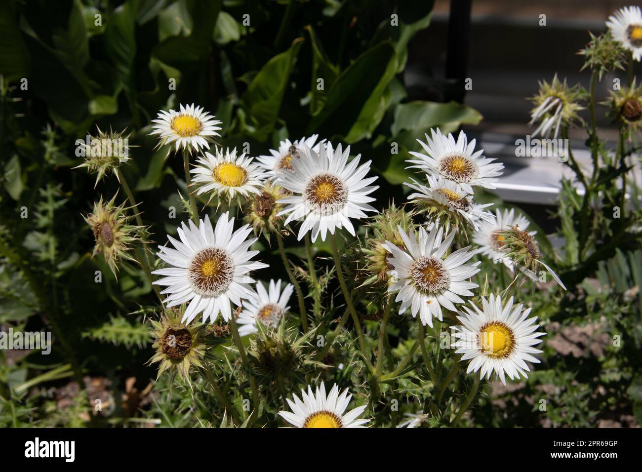 Silberne Disteln blühen auf der Wiese Stockfoto
