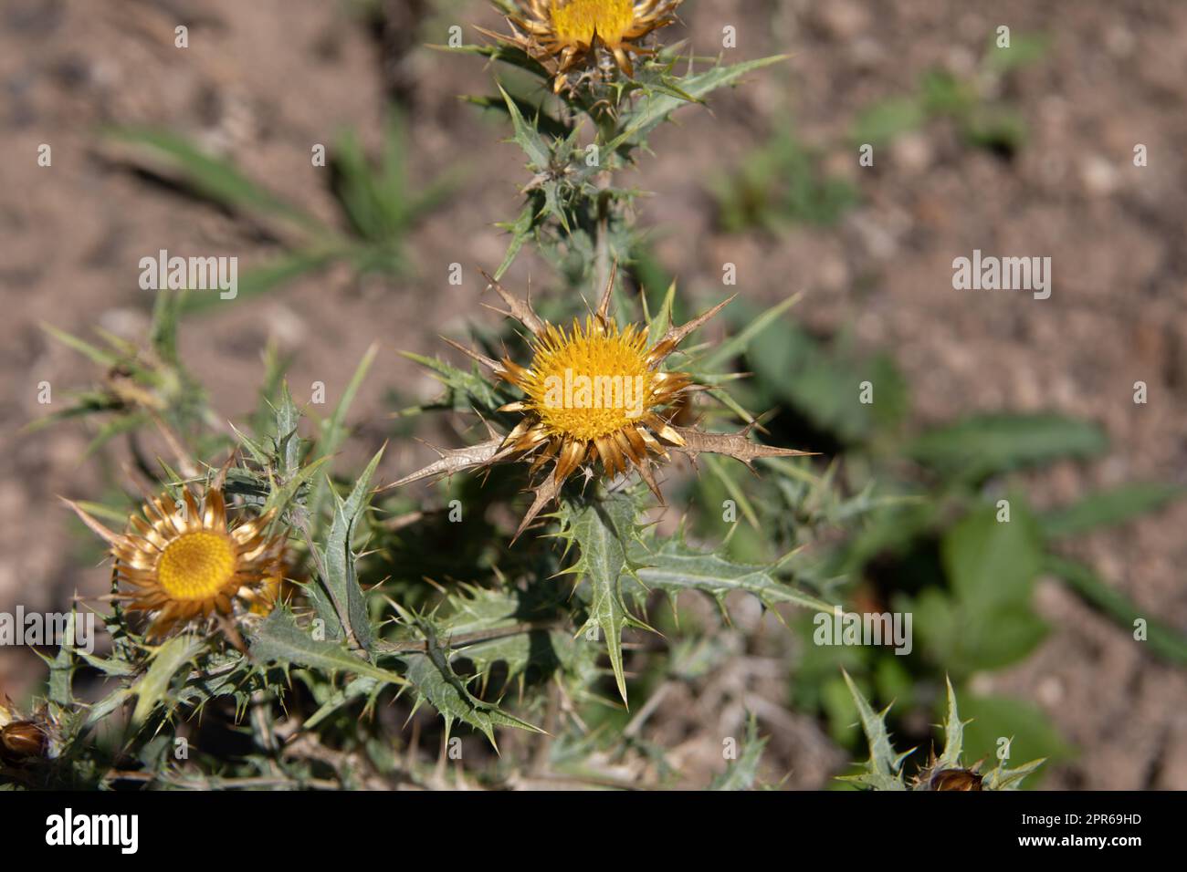 Silberne Disteln blühen auf der Wiese Stockfoto