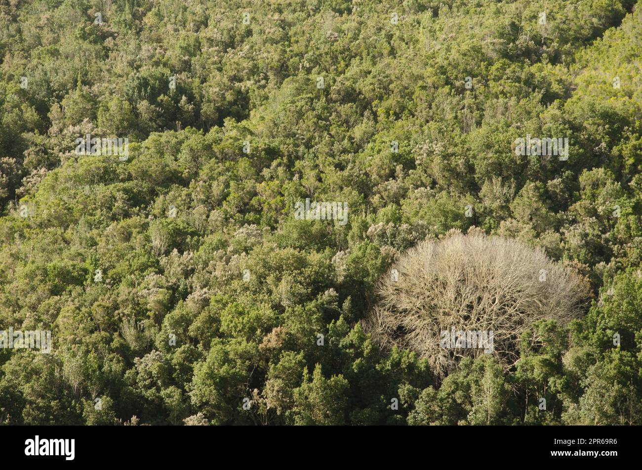 Süße Kastanie in einem immergrünen Wald. Stockfoto