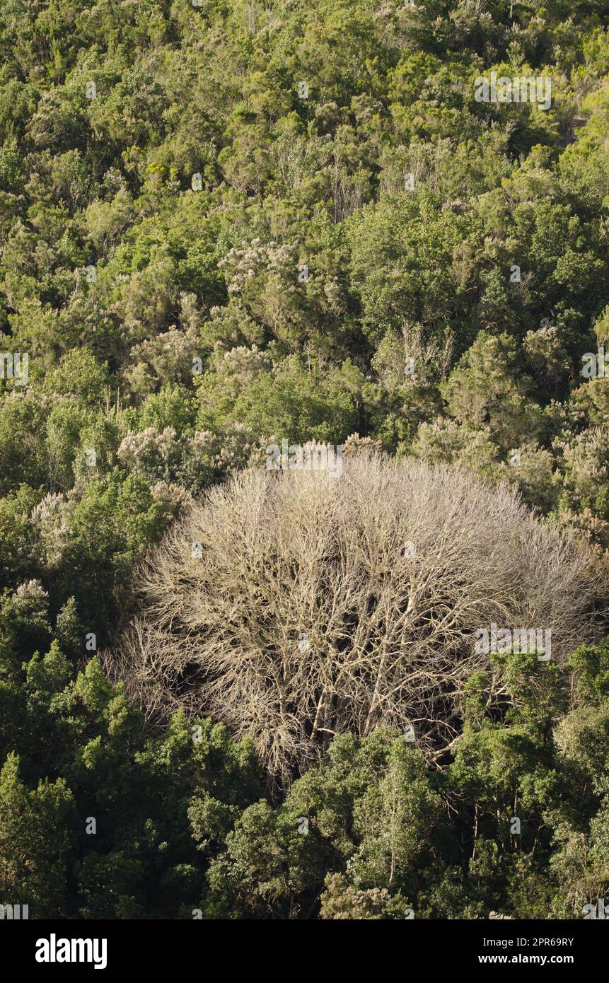 Süße Kastanie in einem immergrünen Wald. Stockfoto