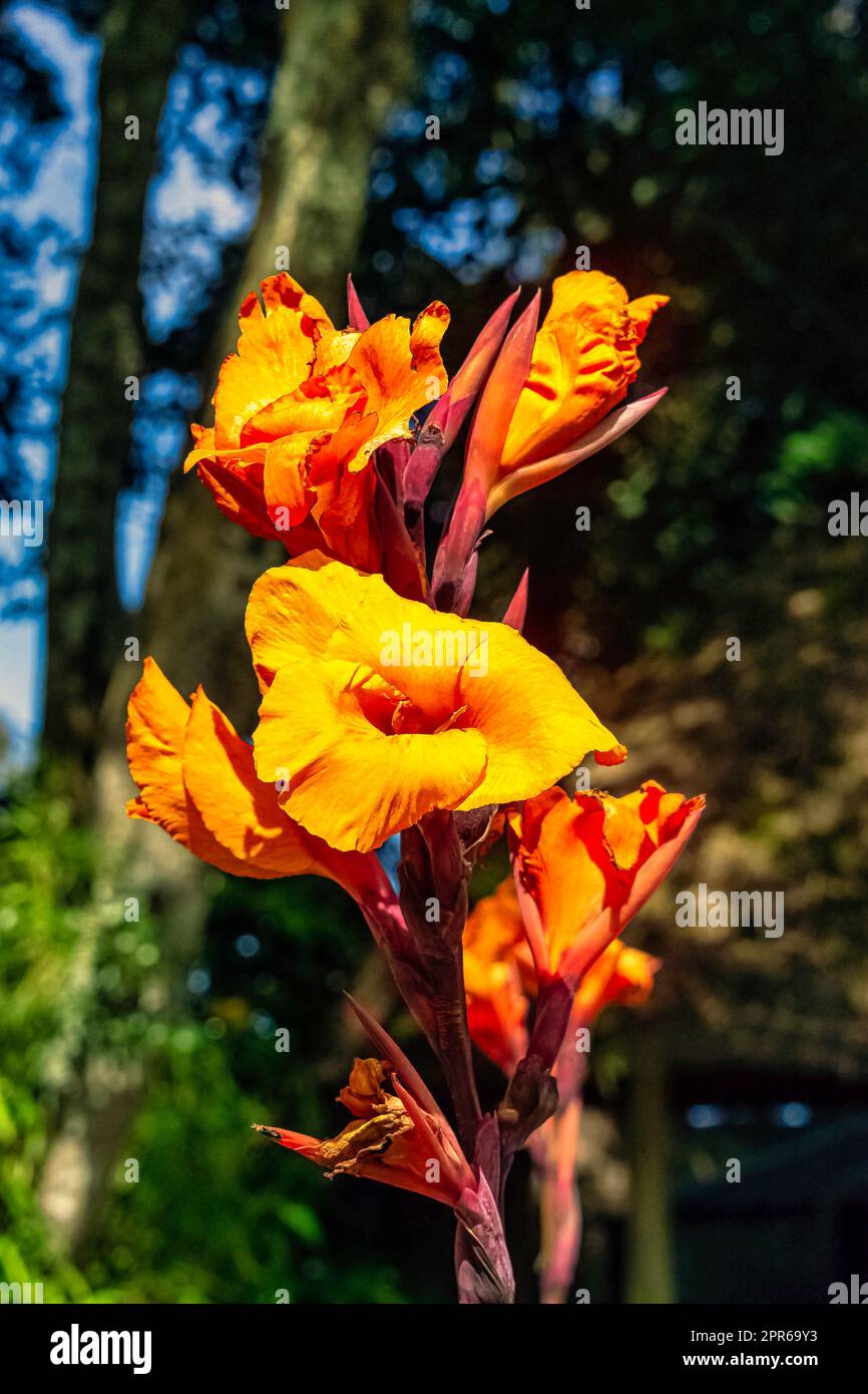 Canna indica, auch bekannt als indischer Wurf, afrikanische Pfeilwurz, essbare Kanadakraut, violette Pfeilwurz oder Sierra-Leone-Pfeilwurz Stockfoto