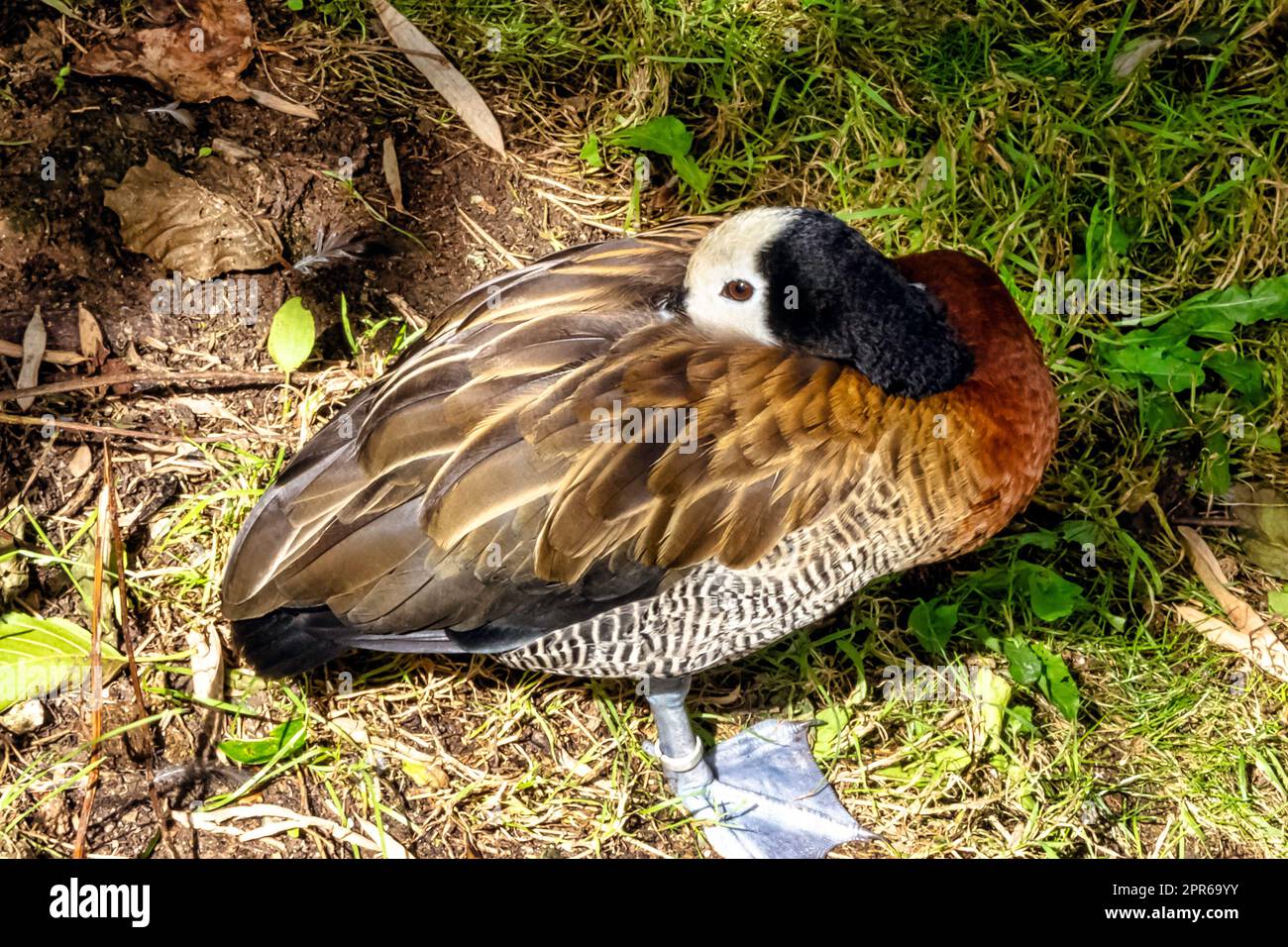 Weißwedelpfiff oder Baumente (Dendrocygna viduata) - Kenia Stockfoto