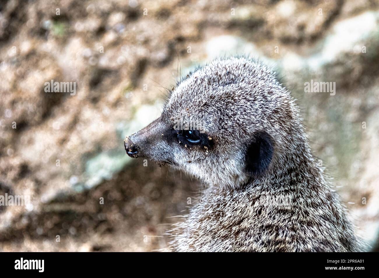 Meerkat (Suricata suricatta), auch bekannt als suricate - kleiner Mungo aus dem südlichen Afrika - Mountain Zebra National Park, Süd Stockfoto