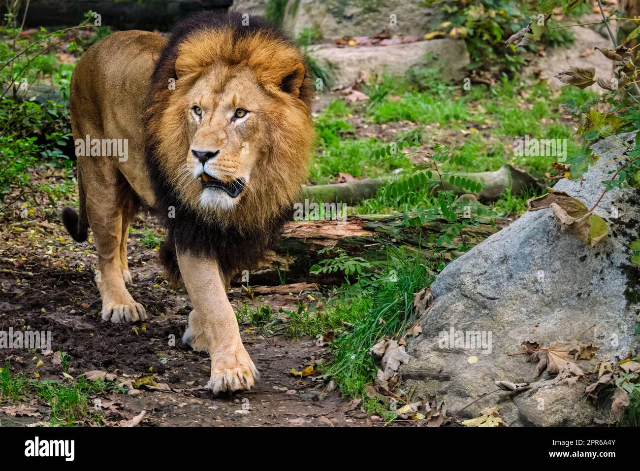 Löwe im Dschungel Wald in der Natur Stockfoto