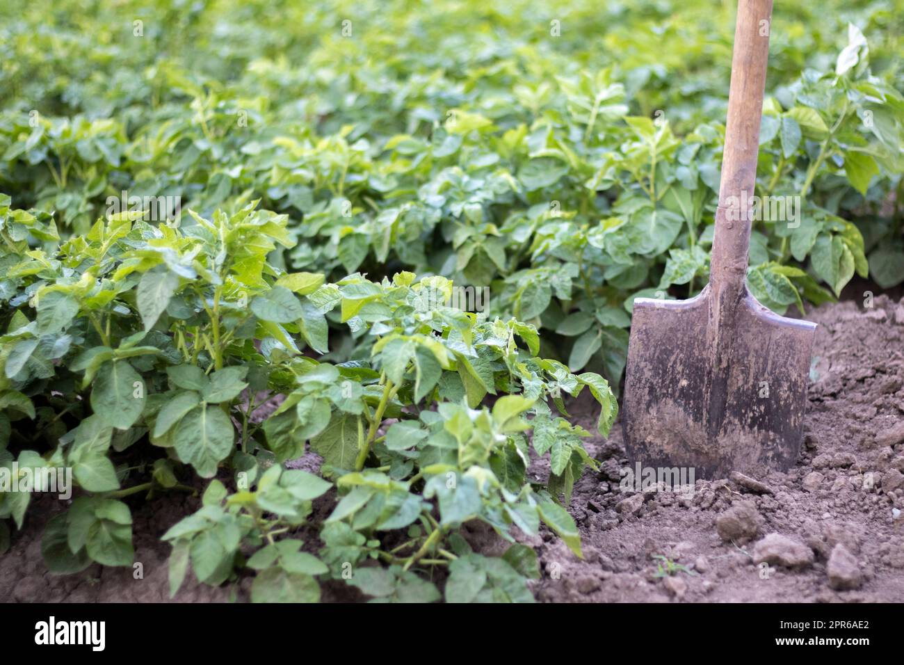 Schaufel auf dem Hintergrund von Kartoffelsträuchern. Eine junge Kartoffelknolle auf einem Bauernhof auszugraben. Kartoffeln mit einer Schaufel auf einem Feld mit Erde graben. Kartoffelernte im Herbst. Stockfoto