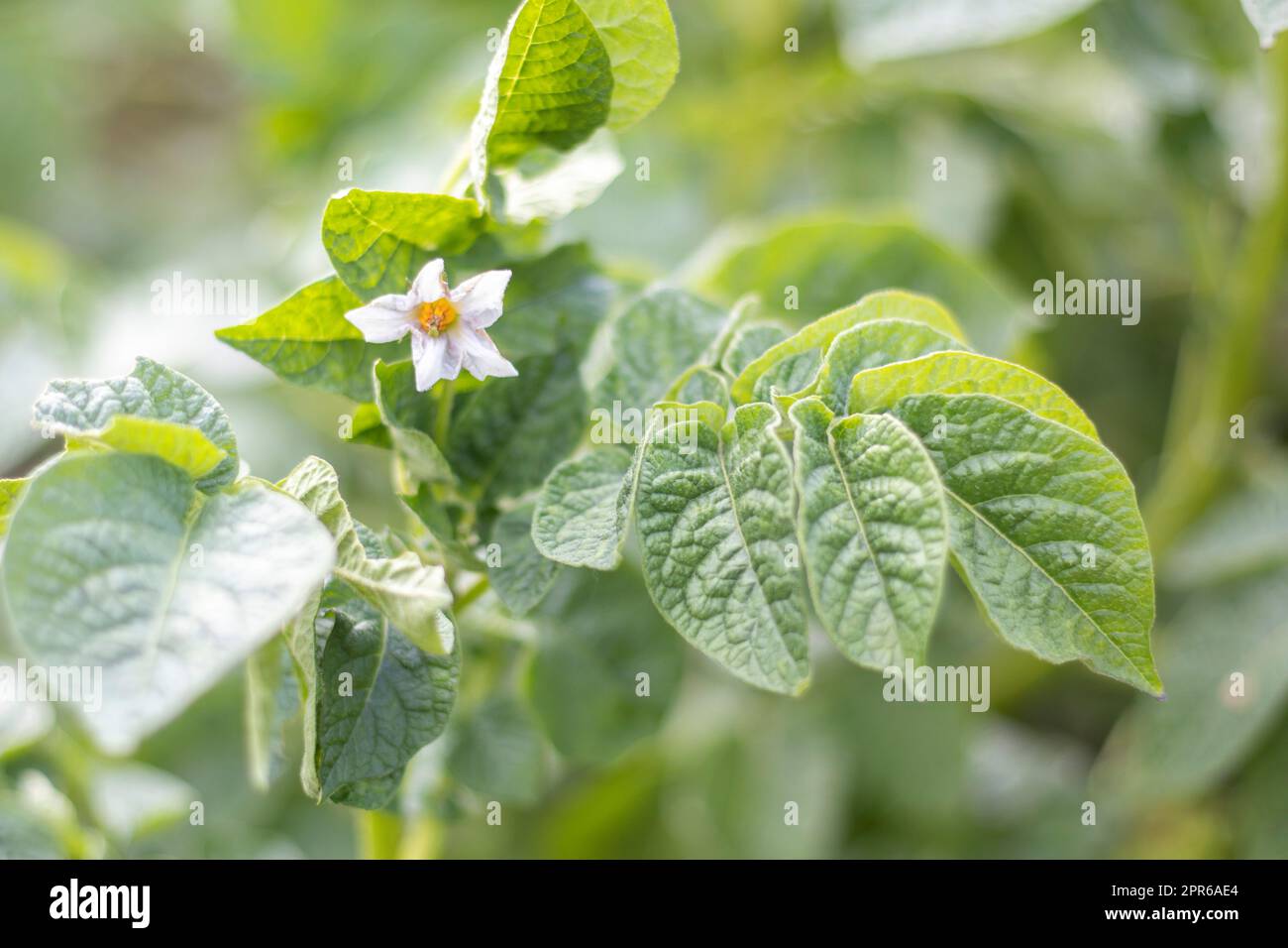 Kartoffelsprossen auf einem Bauernbett. Blühende reife Kartoffeln. Kartoffelplantagen wachsen auf dem Feld. Landwirtschaft, Landwirtschaft. Neue Kartoffeln. Blühendes Kartoffelfeld mit Blumen. Grünes Kartoffelfeld. Stockfoto