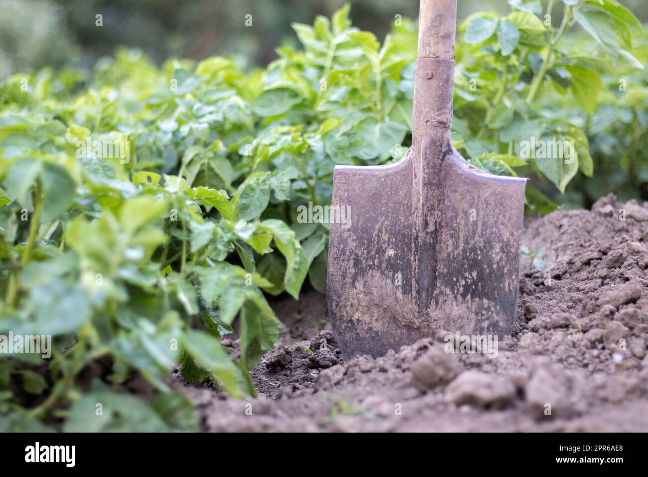 Schaufel auf dem Hintergrund von Kartoffelsträuchern. Ernte. Landwirtschaft. Eine junge Kartoffelknolle aus dem Boden zu graben, Kartoffeln auf einem Bauernhof zu ernten. Kartoffeln mit einer Schaufel im Garten ernten. Stockfoto