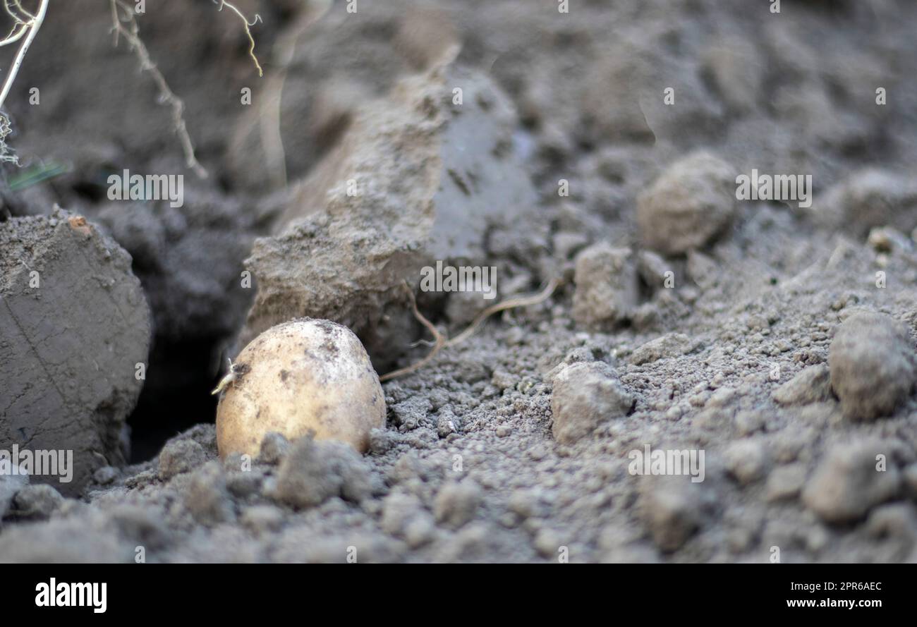Frische Bio-Kartoffeln auf dem Boden auf einem Feld an einem Sommertag. Kartoffeln aus dem Boden ernten. Frisch gegrabene oder geerntete Kartoffeln mit niedrigem Winkel auf braunem Boden. Das Konzept des Anbaus von Nahrungsmitteln. Stockfoto