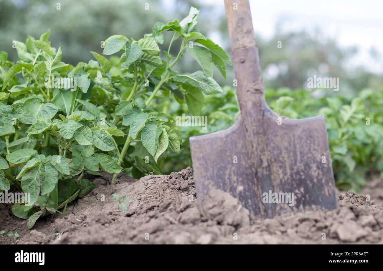 Schaufel auf dem Hintergrund von Kartoffelsträuchern. Eine junge Kartoffelknolle auf einem Bauernhof auszugraben. Kartoffeln mit einer Schaufel auf einem Feld mit Erde graben. Kartoffelernte im Herbst. Stockfoto