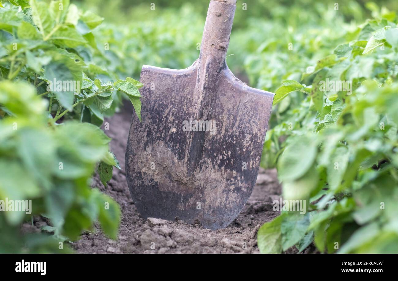Schaufel auf dem Hintergrund von Kartoffelsträuchern. Eine junge Kartoffelknolle auf einem Bauernhof auszugraben. Kartoffeln mit einer Schaufel auf einem Feld mit Erde graben. Kartoffelernte im Herbst. Stockfoto