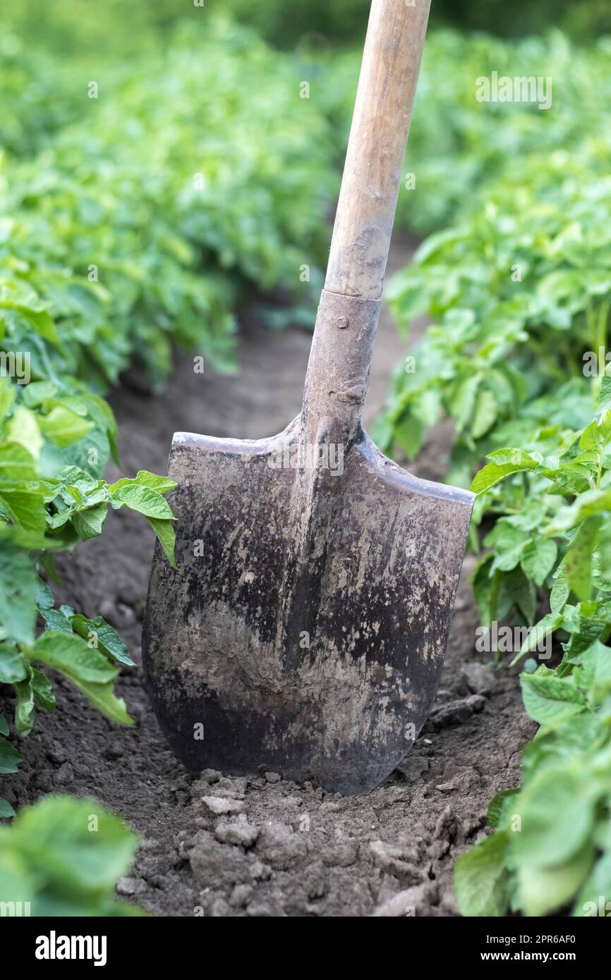 Schaufel auf dem Hintergrund von Kartoffelsträuchern. Ernte. Landwirtschaft. Eine junge Kartoffelknolle vom Boden graben und Kartoffeln auf einer Farm ernten. Ha Stockfoto