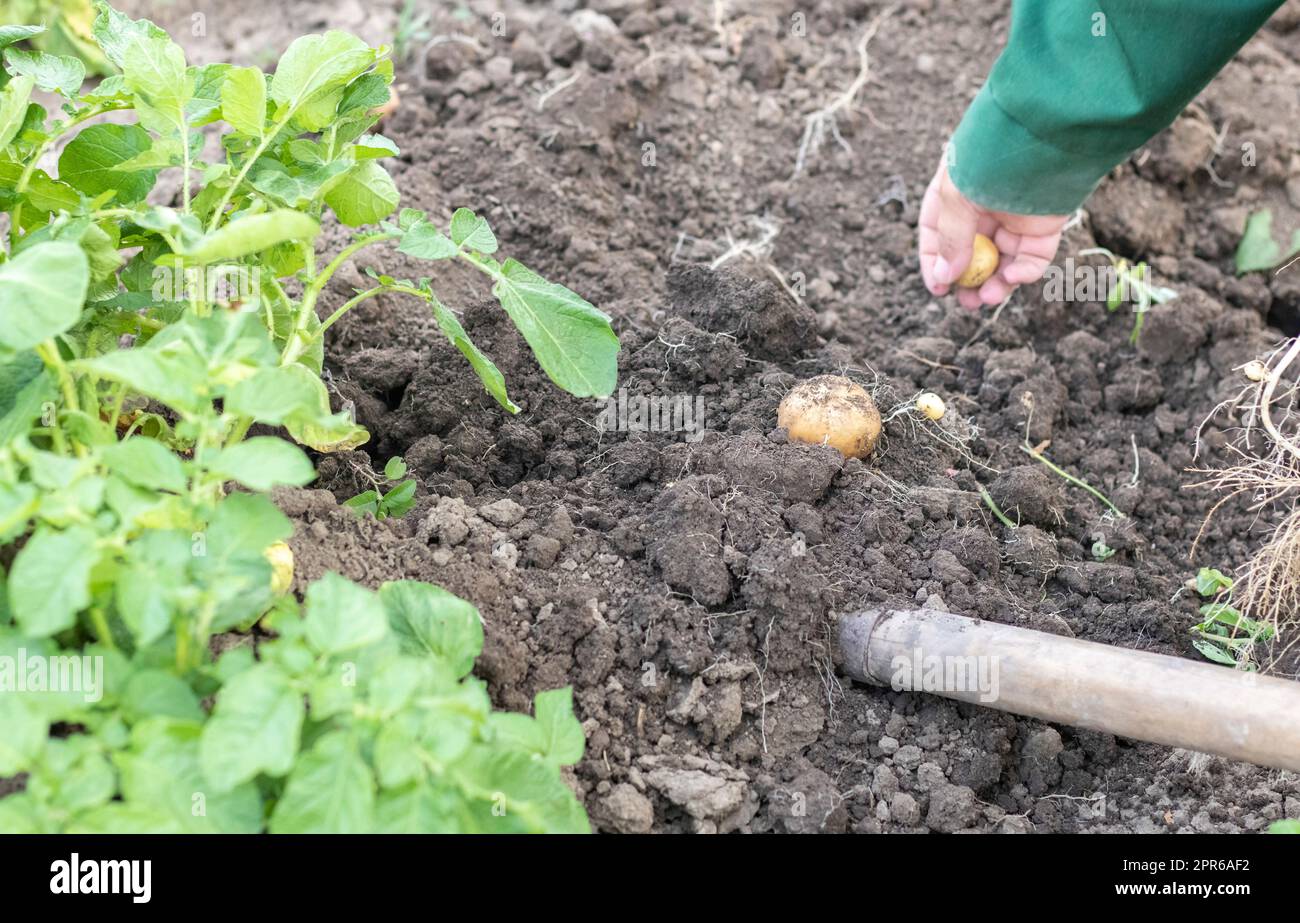 Kartoffeln aus dem Boden ernten. Frisch gegrabene oder geerntete Kartoffeln auf braunem Boden. Frische Bio-Kartoffeln auf dem Boden auf einem Feld an einem Sommertag. Das Konzept des Anbaus von Nahrungsmitteln. Neue Kartoffeln. Stockfoto