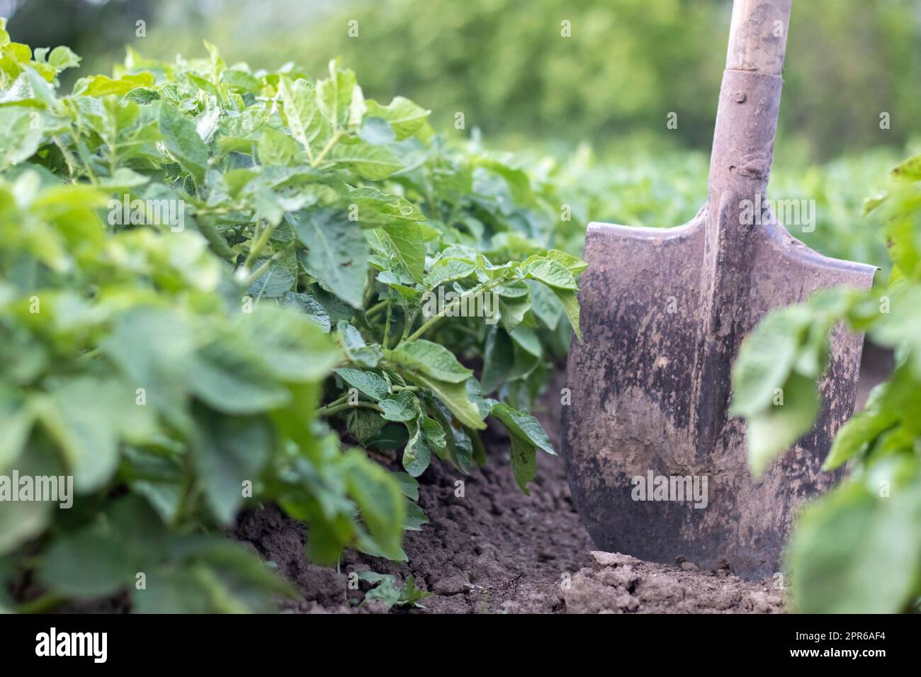 Schaufel auf dem Hintergrund von Kartoffelsträuchern. Eine junge Kartoffelknolle auf einem Bauernhof auszugraben. Kartoffeln mit einer Schaufel auf einem Feld mit Erde graben. Kartoffelernte im Herbst. Stockfoto