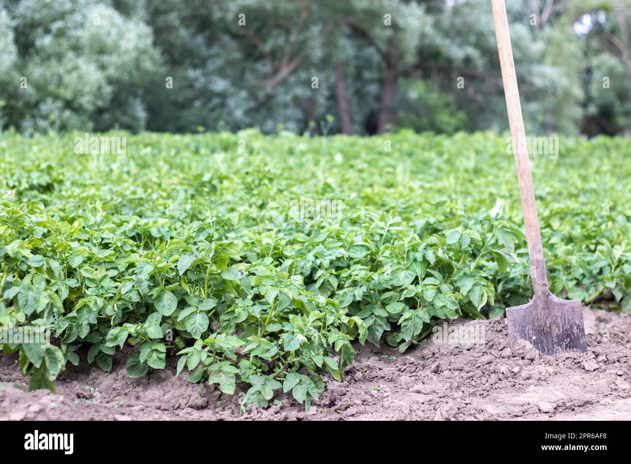 Schaufel auf dem Hintergrund von Kartoffelsträuchern. Ernte. Landwirtschaft. Eine junge Kartoffelknolle vom Boden graben und Kartoffeln auf einer Farm ernten. Ha Stockfoto