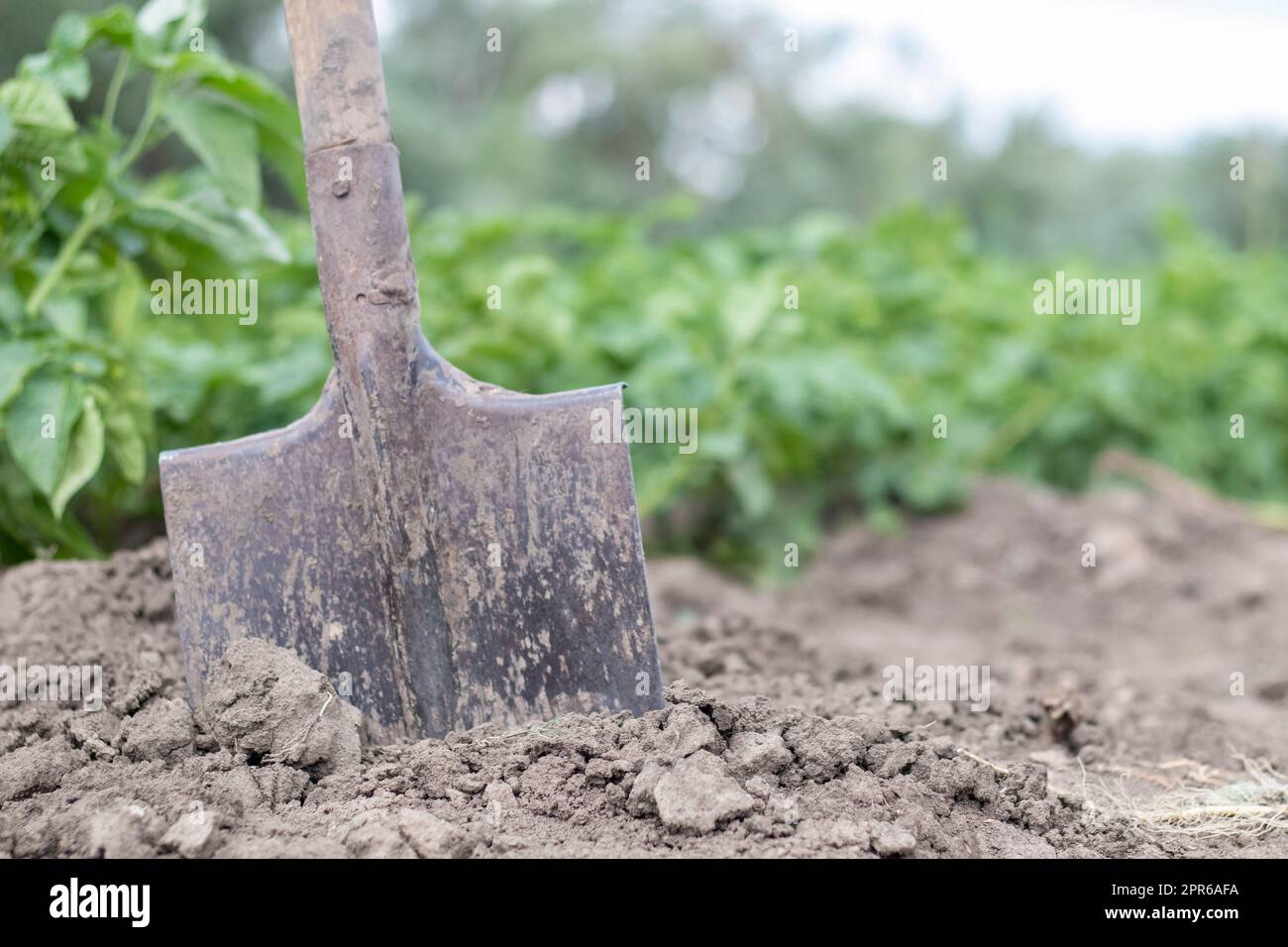 Schaufel auf dem Hintergrund von Kartoffelsträuchern. Ernte. Landwirtschaft. Eine junge Kartoffelknolle aus dem Boden zu graben, Kartoffeln auf einem Bauernhof zu ernten. Kartoffeln mit einer Schaufel im Garten ernten. Stockfoto
