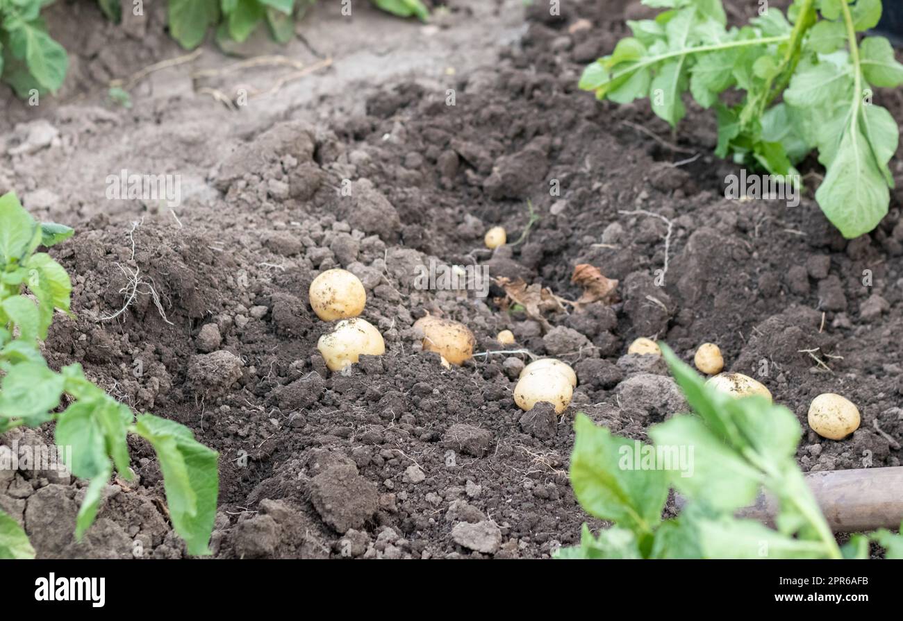 Frische Bio-Kartoffeln auf dem Boden auf einem Feld an einem Sommertag. Kartoffeln aus dem Boden ernten. Frisch gegrabene oder geerntete Kartoffeln mit niedrigem Winkel auf braunem Boden. Das Konzept des Anbaus von Nahrungsmitteln. Stockfoto