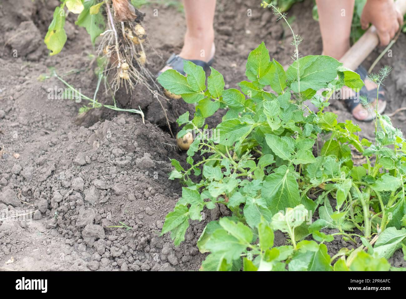Kartoffeln aus dem Boden ernten. Frisch gegrabene oder geerntete Kartoffeln auf braunem Boden. Frische Bio-Kartoffeln auf dem Boden auf einem Feld an einem Sommertag. Das Konzept des Anbaus von Nahrungsmitteln. Neue Kartoffeln. Stockfoto