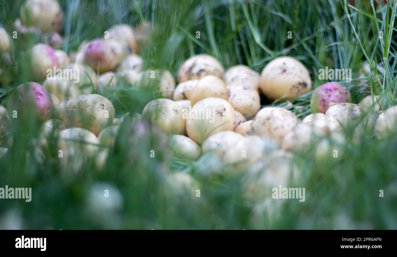 Viele frische Bio-Kartoffeln auf dem Gras an einem Sommertag. Ein Haufen reifer junger Kartoffeln auf dem Feld. Frisch gegrabene oder geerntete Kartoffeln mit niedrigem Winkel auf braunem Boden. Das Konzept des Anbaus von Nahrungsmitteln. Stockfoto