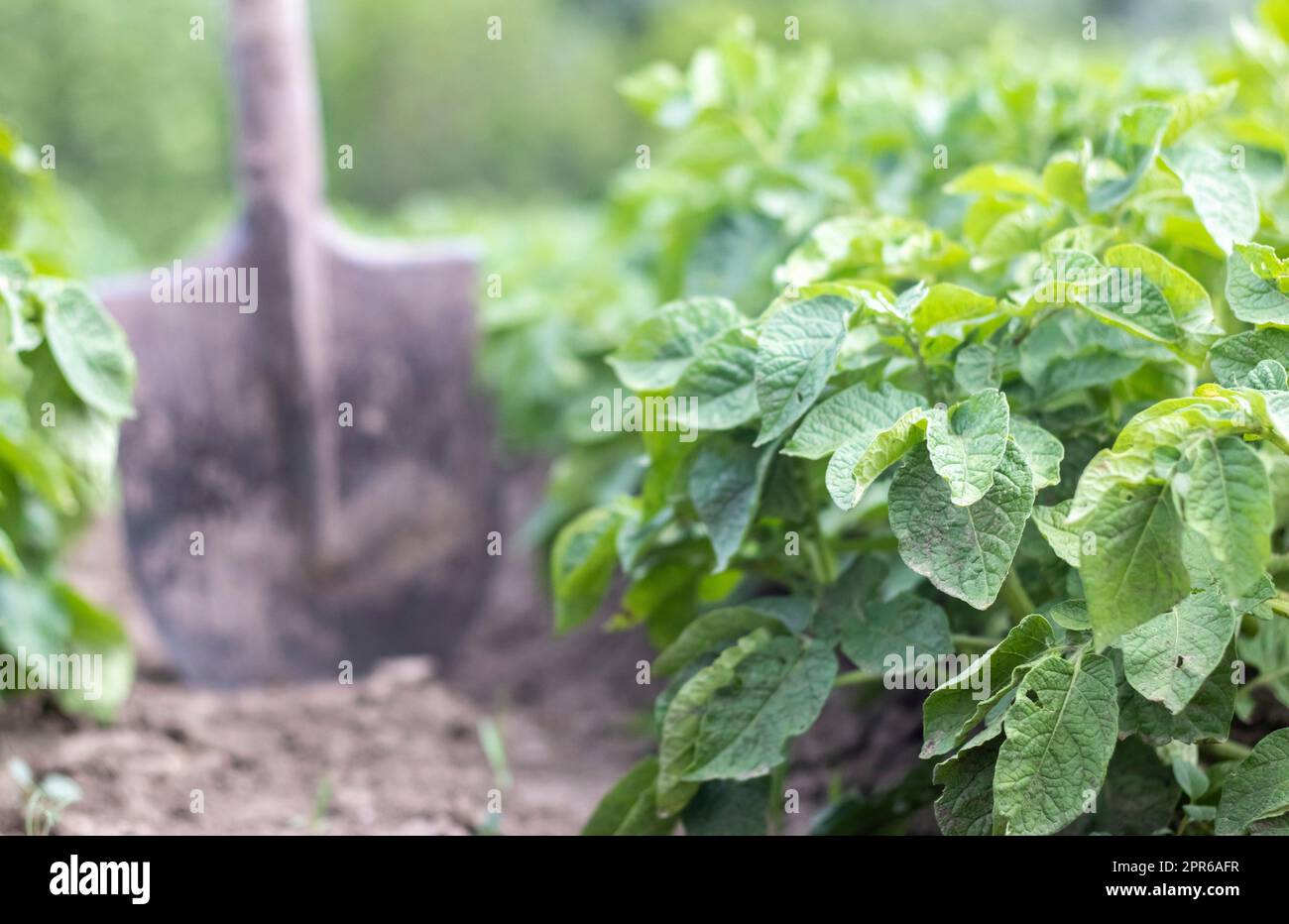 Schaufel auf dem Hintergrund von Kartoffelsträuchern. Eine junge Kartoffelknolle auf einem Bauernhof auszugraben. Kartoffeln mit einer Schaufel auf einem Feld mit Erde graben. Kartoffelernte im Herbst. Stockfoto