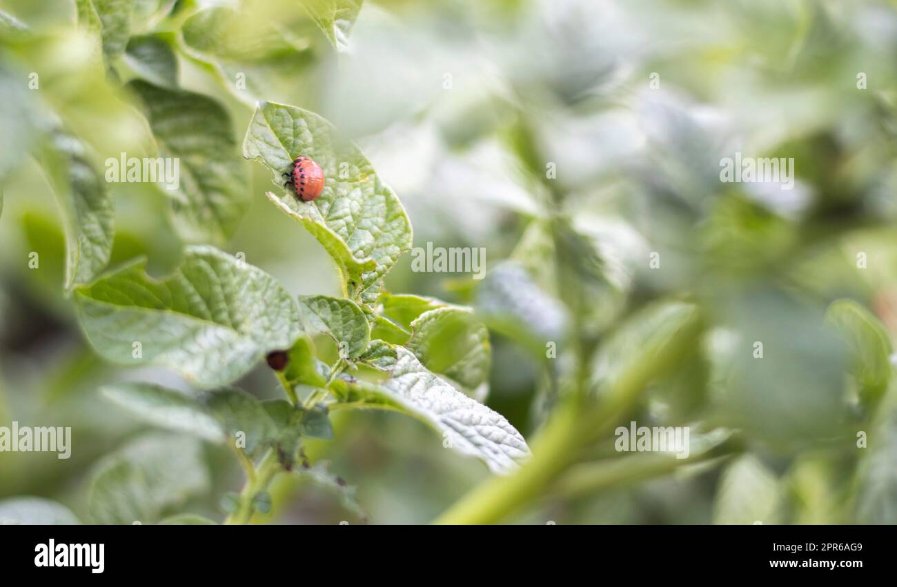 Die Larven des Colorado-Käfers auf Kartoffelblättern zerstören Kartoffelpflanzen und verursachen großen Schaden auf den Bauernhöfen. Selektiver Fokus. Leptinotarsa decemlineata auf einem Blatt. Gefährlicher Schädling für die Landwirtschaft. Stockfoto