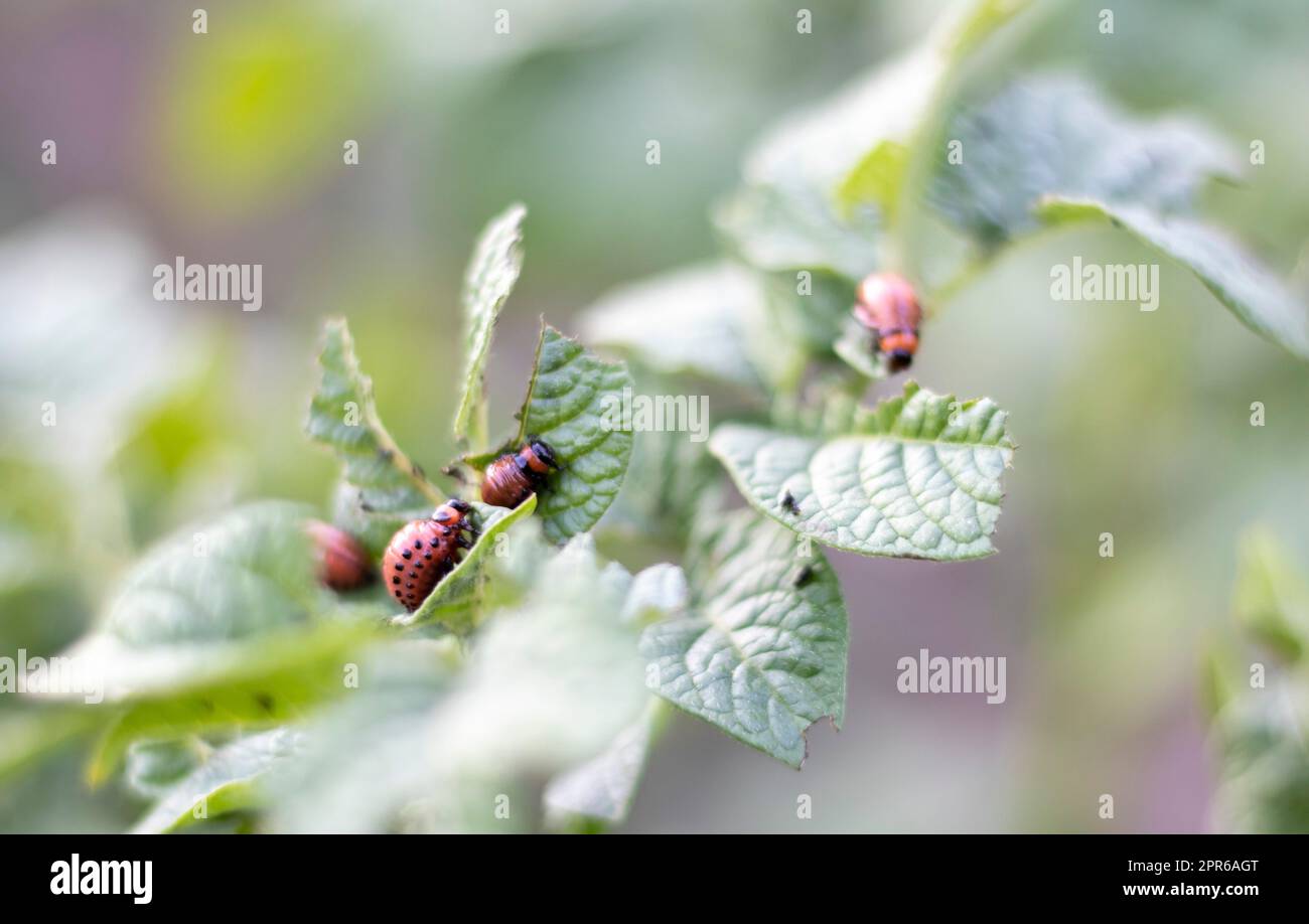 Die Larven des Colorado-Käfers auf Kartoffelblättern zerstören Kartoffelpflanzen und verursachen großen Schaden auf den Bauernhöfen. Selektiver Fokus. Leptinotarsa decemlineata auf einem Blatt. Gefährlicher Schädling für die Landwirtschaft. Stockfoto