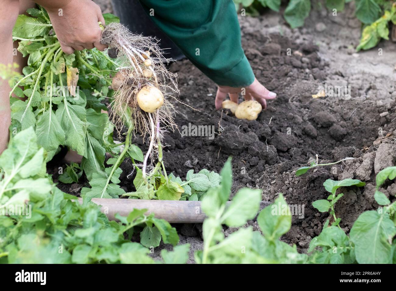Kartoffeln aus dem Boden ernten. Frisch gegrabene oder geerntete Kartoffeln auf braunem Boden. Frische Bio-Kartoffeln auf dem Boden auf einem Feld an einem Sommertag. Das Konzept des Anbaus von Nahrungsmitteln. Neue Kartoffeln. Stockfoto