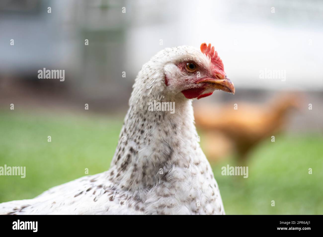 Hühner auf dem Bauernhof, Geflügelkonzept. Weißes loses Huhn im Freien. Lustiger Vogel auf einer Bio-Farm. Hausvögel auf einer Freilandfarm. Hühner züchten. Stockfoto