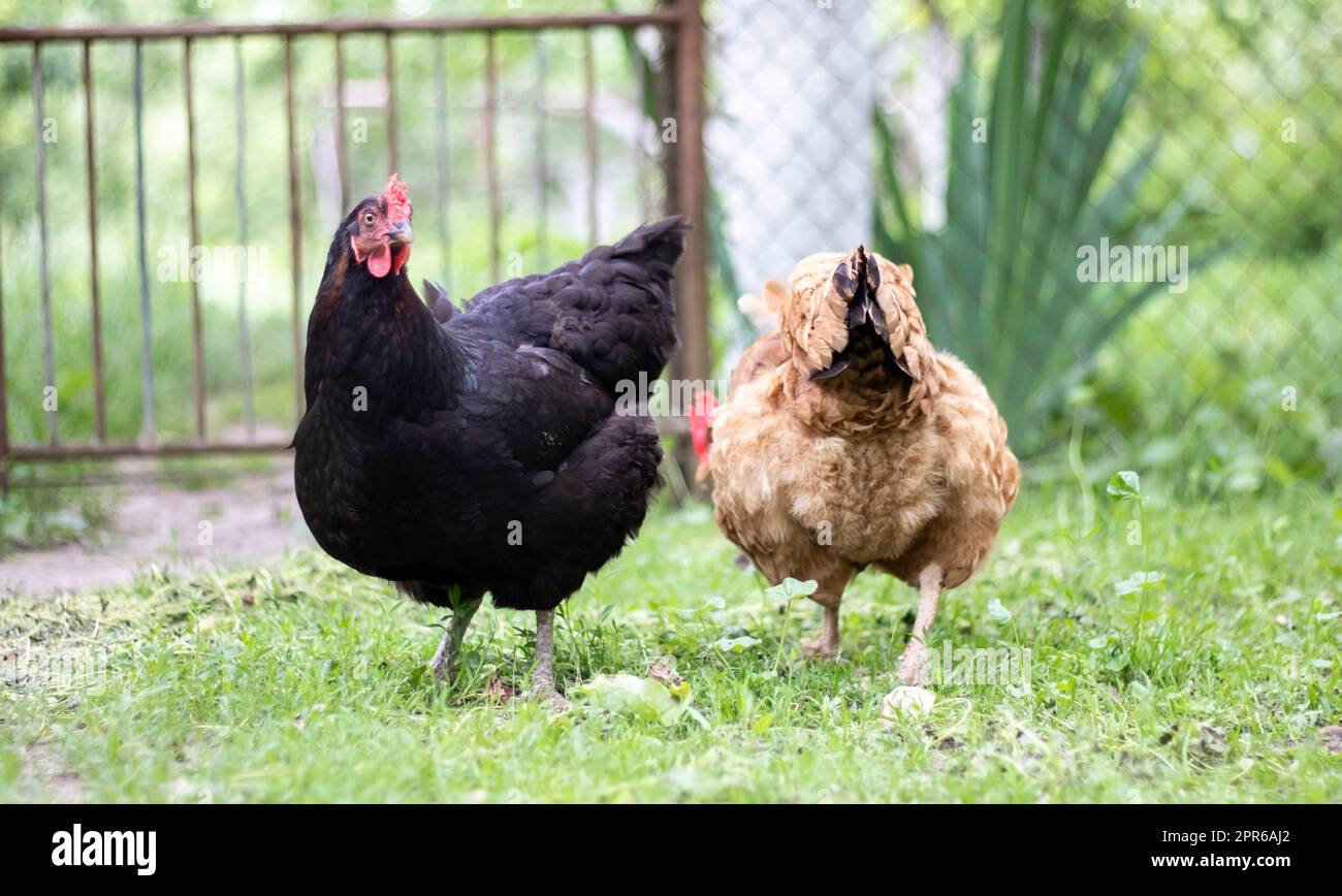 Zwei Hennen, schwarz und rot, sind auf der Suche nach Nahrung. Agrarindustrie. Hühnerzucht. Nahaufnahme von Hühnern in der Natur. Hausvögel in einem Freilandbetrieb. Sie spielen im Hof. Stockfoto