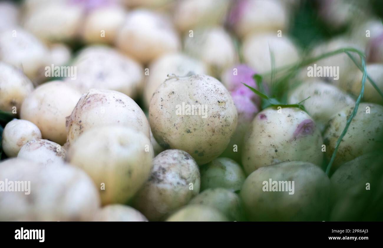 Viele frische Bio-Kartoffeln auf dem Gras an einem Sommertag. Ein Haufen reifer junger Kartoffeln auf dem Feld. Frisch gegrabene oder geerntete Kartoffeln mit niedrigem Winkel auf braunem Boden. Das Konzept des Anbaus von Nahrungsmitteln. Stockfoto