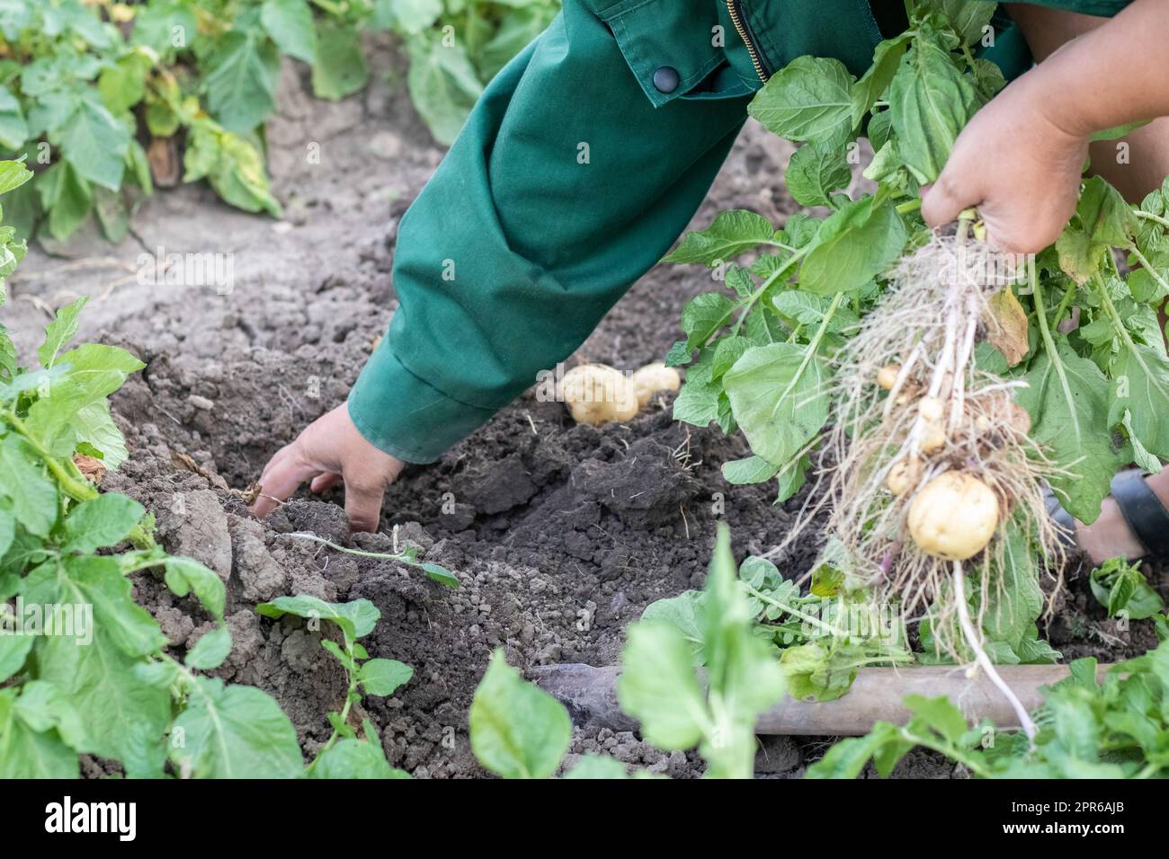 Kartoffeln aus dem Boden ernten. Frisch gegrabene oder geerntete Kartoffeln auf braunem Boden. Frische Bio-Kartoffeln auf dem Boden auf einem Feld an einem Sommertag. Das Konzept des Anbaus von Nahrungsmitteln. Neue Kartoffeln. Stockfoto
