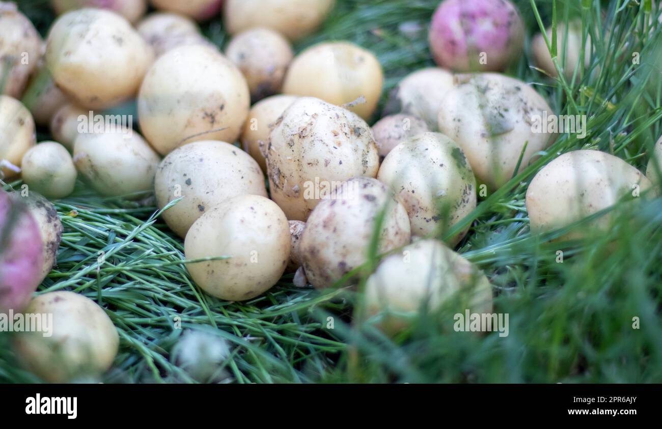 Viele frische Bio-Kartoffeln auf dem Gras an einem Sommertag. Ein Haufen reifer junger Kartoffeln auf dem Feld. Frisch gegrabene oder geerntete Kartoffeln mit niedrigem Winkel auf braunem Boden. Das Konzept des Anbaus von Nahrungsmitteln. Stockfoto