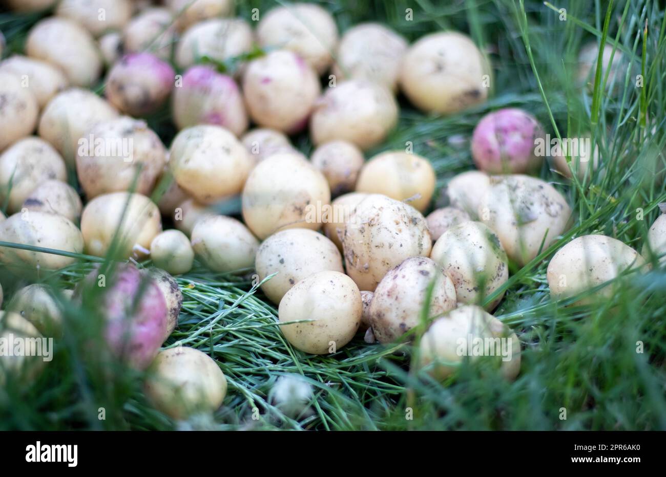 Viele frische Bio-Kartoffeln auf dem Gras an einem Sommertag. Ein Haufen reifer junger Kartoffeln auf dem Feld. Frisch gegrabene oder geerntete Kartoffeln mit niedrigem Winkel auf braunem Boden. Das Konzept des Anbaus von Nahrungsmitteln. Stockfoto
