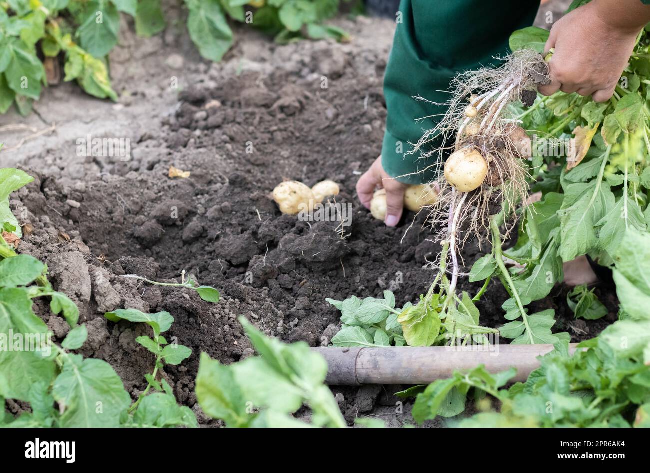 Kartoffeln aus dem Boden ernten. Frisch gegrabene oder geerntete Kartoffeln auf braunem Boden. Frische Bio-Kartoffeln auf dem Boden auf einem Feld auf einem Sommer d Stockfoto