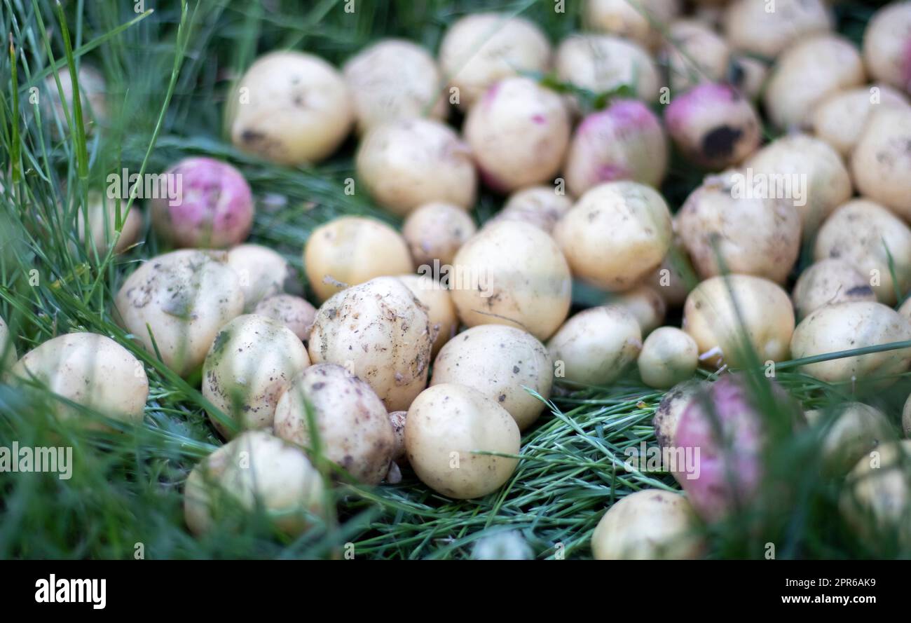Viele frische Bio-Kartoffeln auf dem Gras an einem Sommertag. Ein Haufen reifer junger Kartoffeln auf dem Feld. Frisch gegrabene oder geerntete Kartoffeln mit niedrigem Winkel auf braunem Boden. Das Konzept des Anbaus von Nahrungsmitteln. Stockfoto