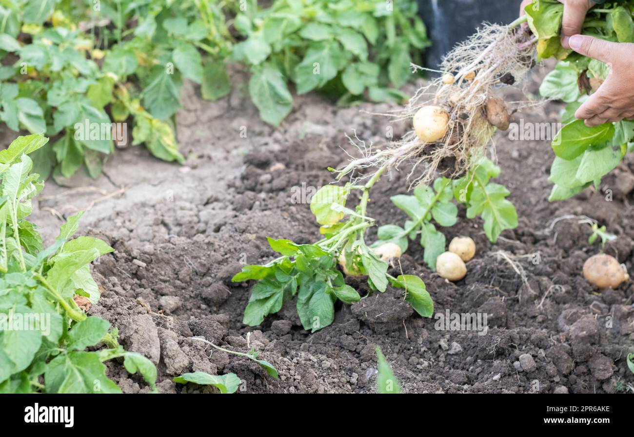 Kartoffeln aus dem Boden ernten. Frisch gegrabene oder geerntete Kartoffeln auf braunem Boden. Frische Bio-Kartoffeln auf dem Boden auf einem Feld an einem Sommertag. Das Konzept des Anbaus von Nahrungsmitteln. Neue Kartoffeln. Stockfoto