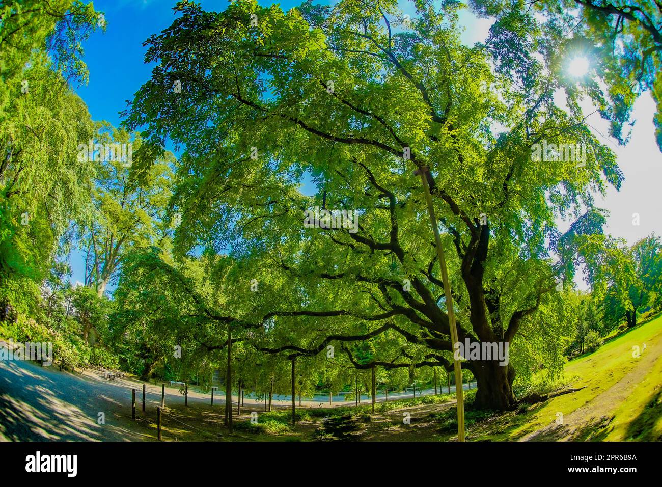 Großer Baum von Rokkaido Stockfoto