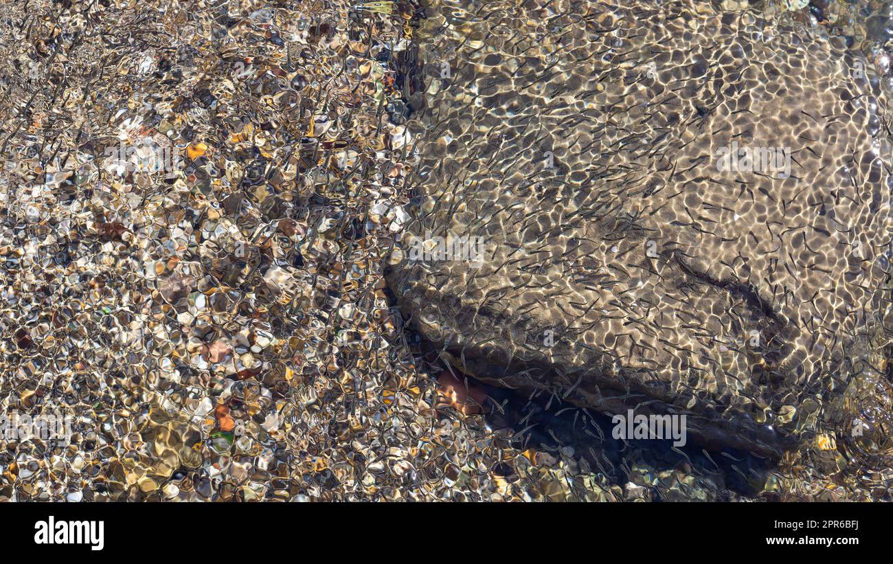 Flaches Meer mit einer Herde Frittieren in klarem Wasser mit mehrfarbigen Kieseln am Boden. Stockfoto