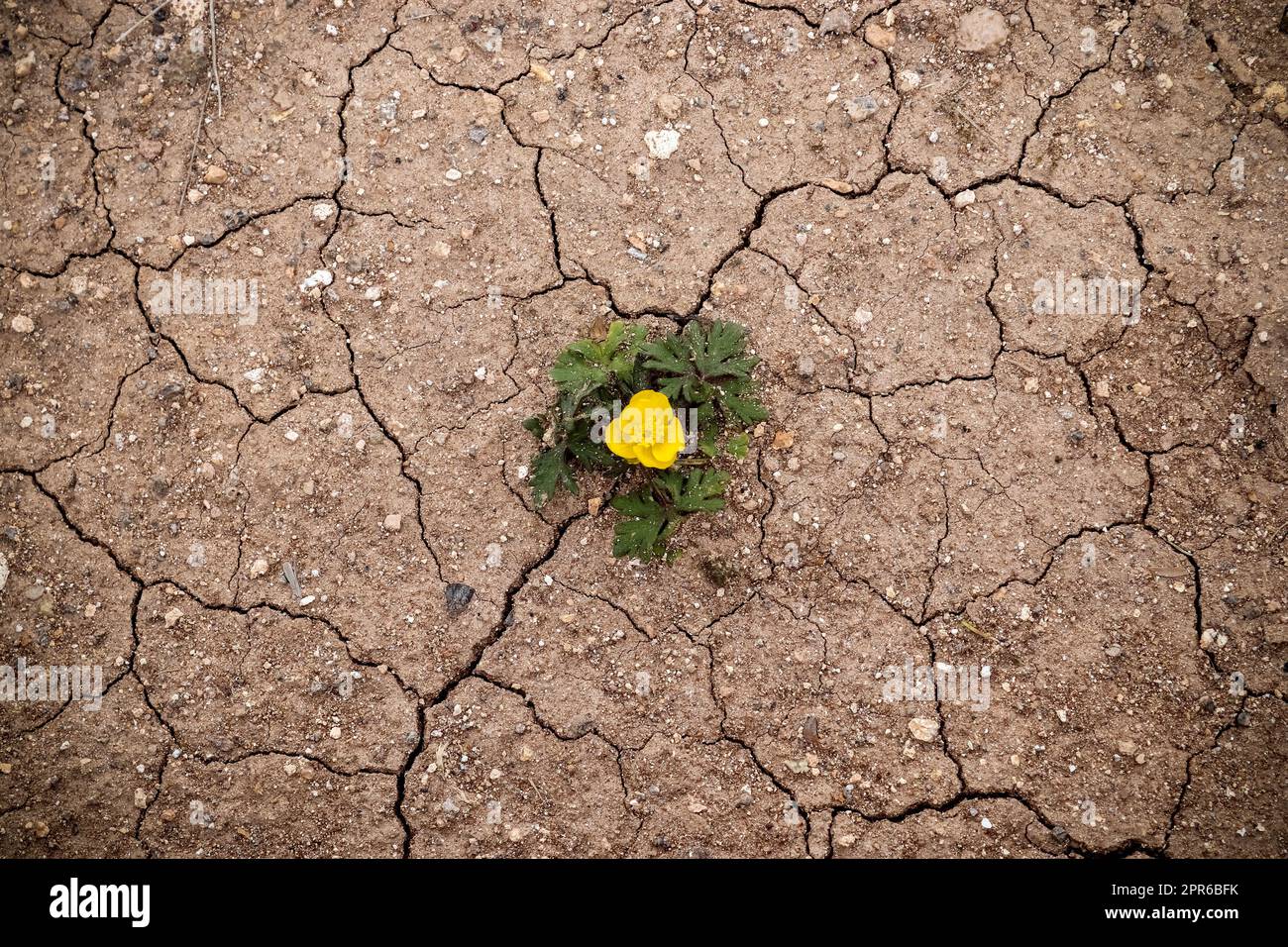 Eine einsame gelbe Blume auf dem ausgetrocknten vulkanischen Boden Islands. Stockfoto