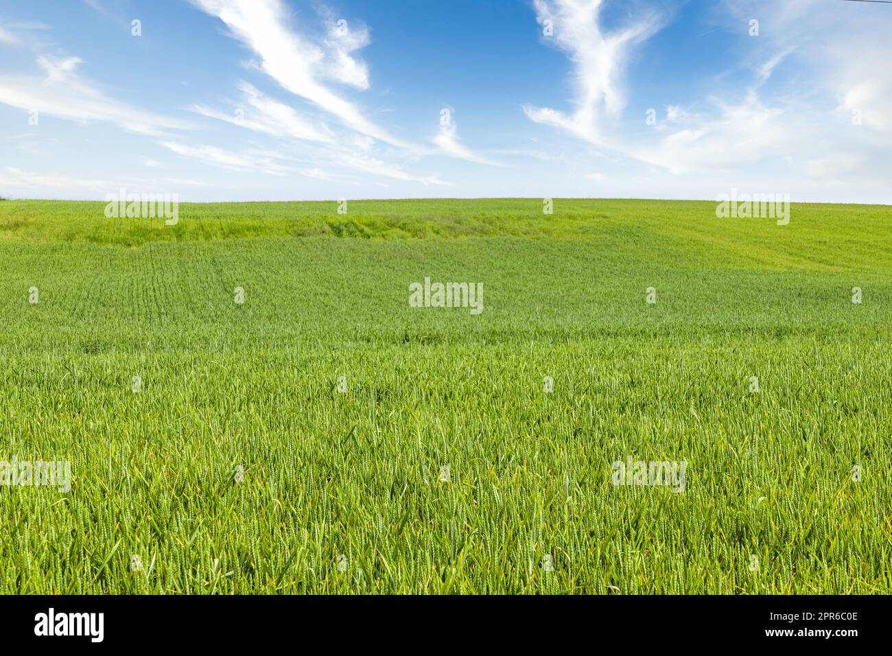 Grünes Weizenohren landwirtschaftliche Ernte Feld. Ländliche Landschaft unter strahlendem Sonnenlicht und blauem Himmel Stockfoto