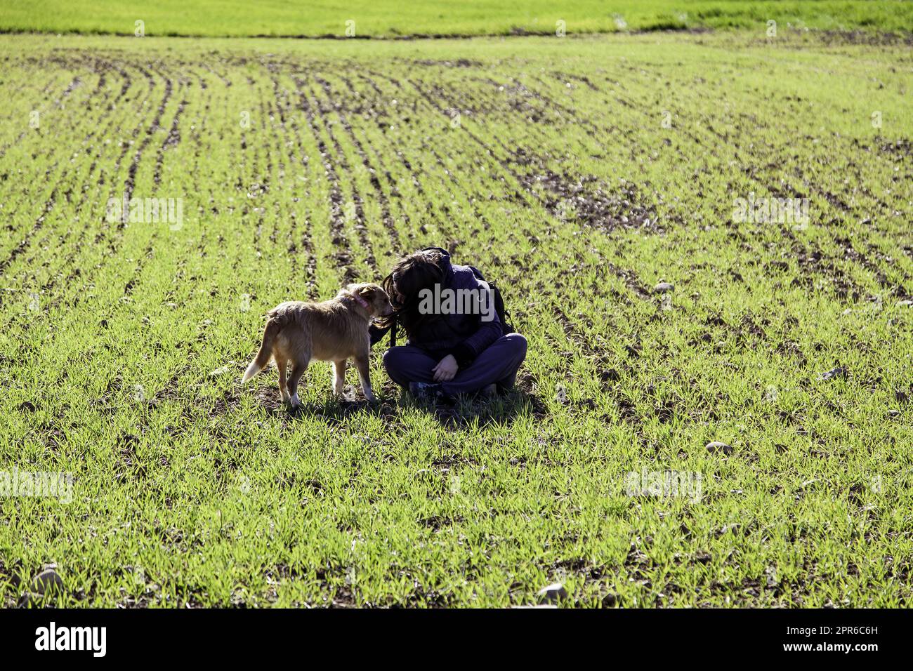 Einen Hund auf dem Feld streicheln Stockfoto