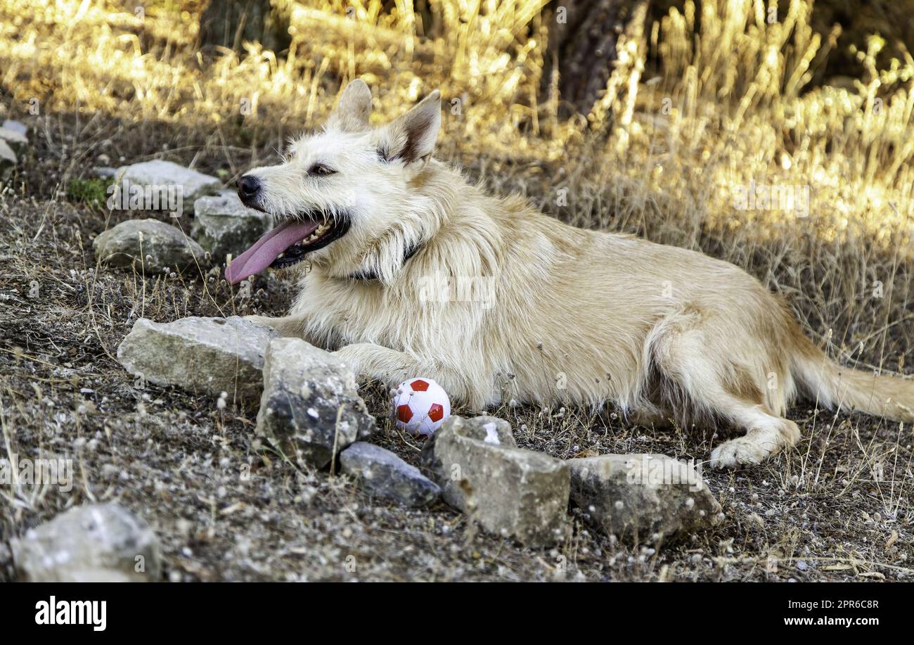Hund spielt mit Ball im Wald Stockfoto