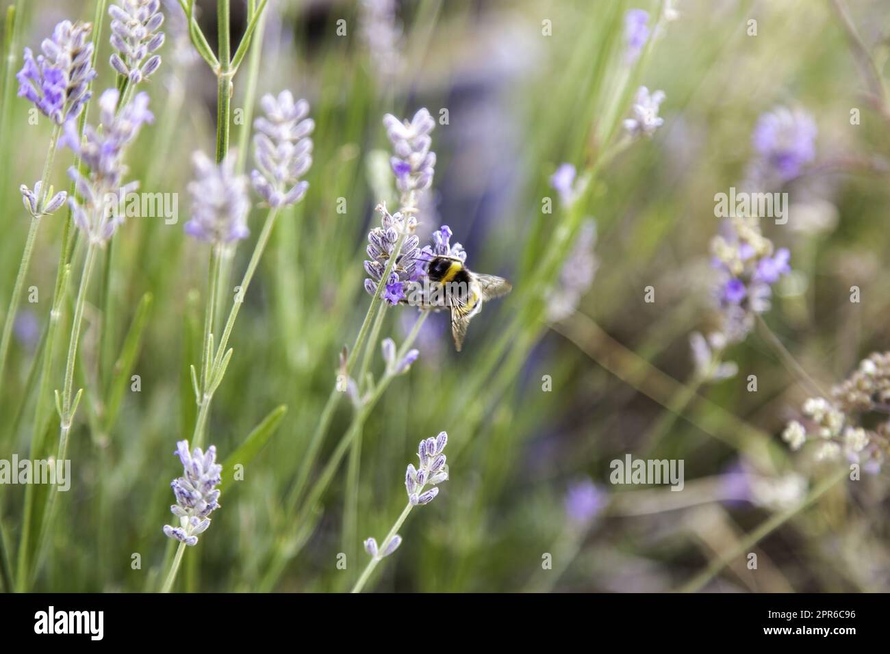 Biene auf Lavendelblüten Stockfoto