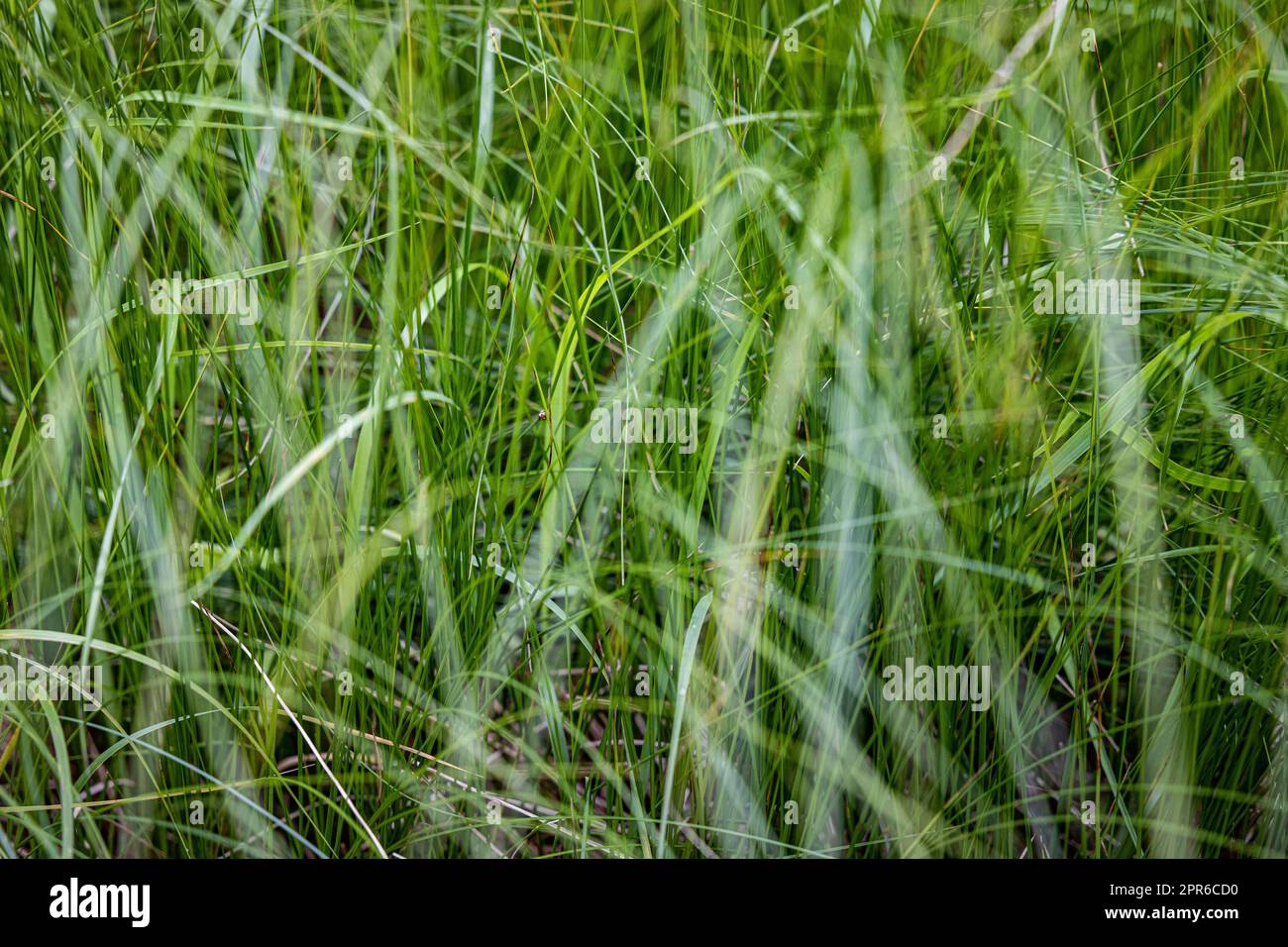 Sehr dichtes grünes, üppiges Gras, Details Stockfoto